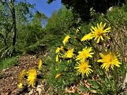 Sui monti sopra casa bei fiori primaverili-26magg23 - FOTOGALLERY